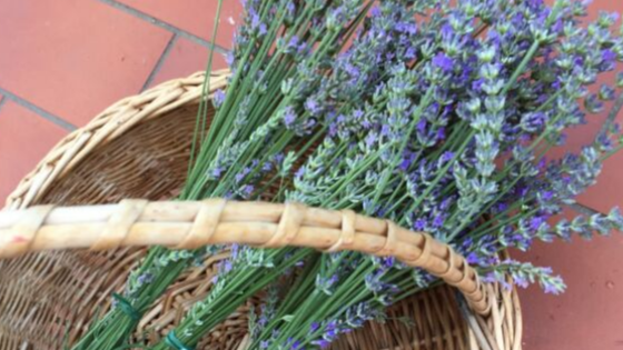 Bunches of lavender in a basket, freshly picked at La Rocca Mia House B&B.