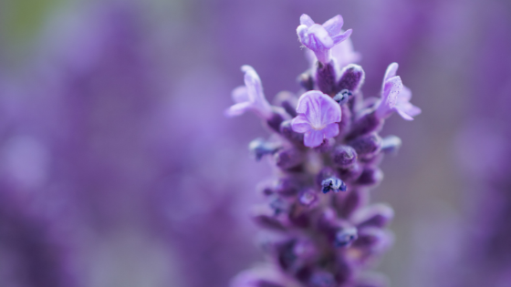 Close up of a lavender flower with blurred background.