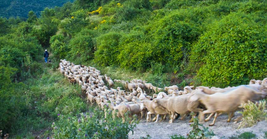 The transhumance stretches along ancient paths from the mountains to the sea and then back again.