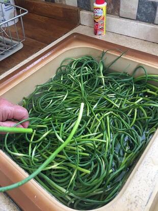 Washing Sulmona Red Garlic Scapes before boiling and jarring.