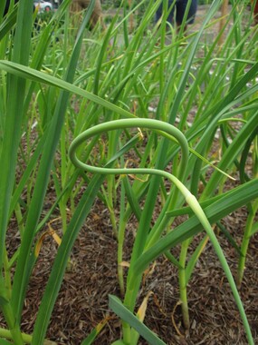 Sulmona Red Garlic Scapes also called Zolle in Italian is the first tender stem and flower bud of the garlic.