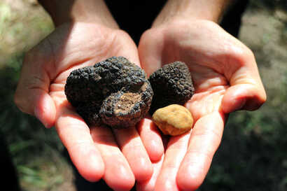 Look what we found!  Two hands holding the various truffles after a truffle hunt in Abruzzo.