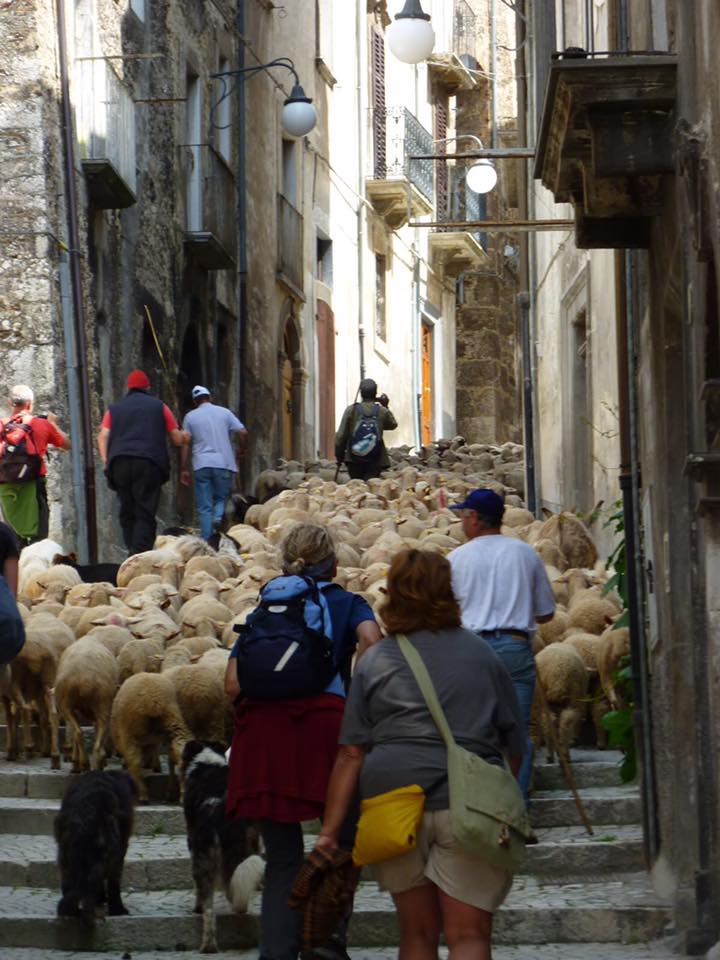 The shepherd carefully climbs the steep steps in the Village of Scanno taking his sheep to higher pastures just beyond the village.