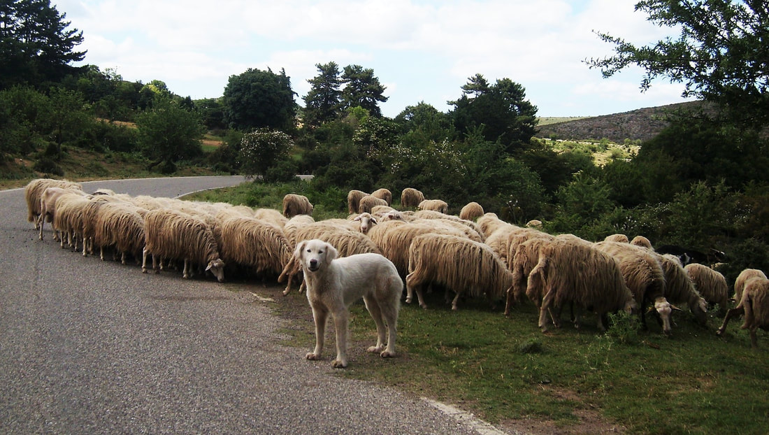 The Maremma Sheepdog guards the sheep while they feast on fresh grass.