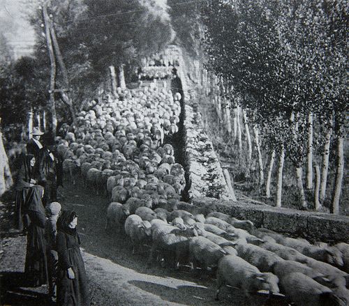 A black and white photo of the transhumance, picturing the shepherd leading his flock through the streets of a small village in Abruzzo.